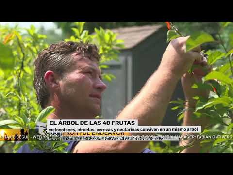 El árbol de las 40 frutas