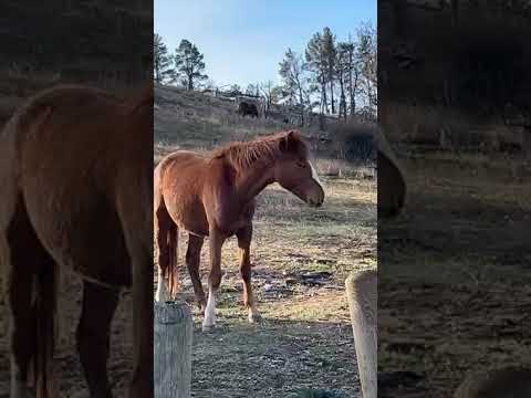 wild horses up by the site