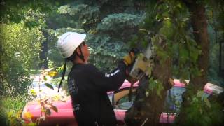 preview picture of video 'Tree Services Brookhaven PA - Ricks Tree Service'