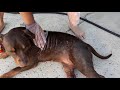 American Bully | Treating dog skin condition| Shapley's M-T-G