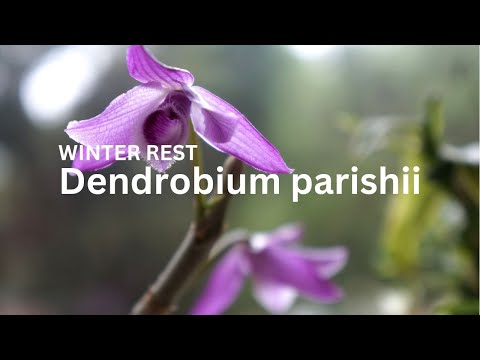 From Seedling to Bloom: Debut of Dendrobium parishii on My Channel  | Orchid Care Tips