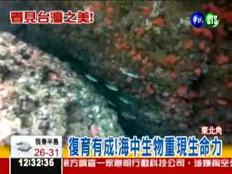 東北角海底復育 浮潛美景看透透