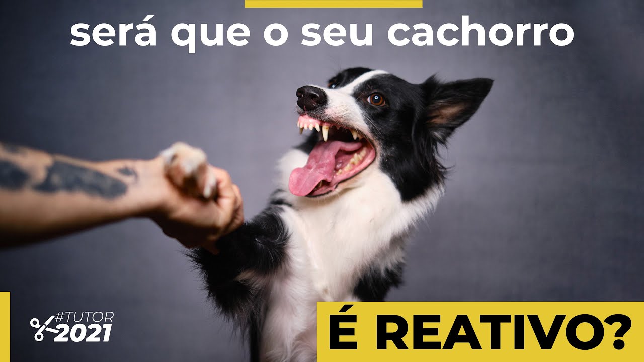Como lidar com um cão reativo