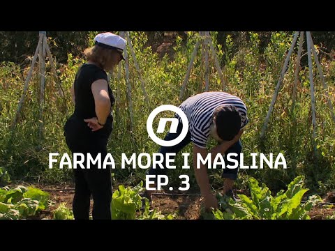 Ovako se kupus čupa! - Epizoda 3 | Farma More i Maslina