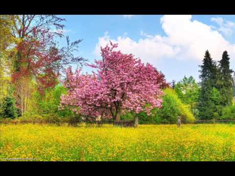 Frati Budau vol 1 - An binecuvantat