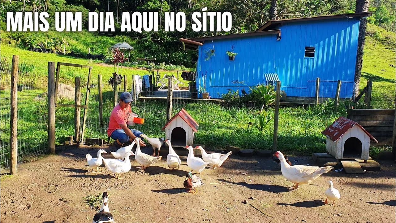 MUITO TRABALHO NO SÍTIO APÓS AS CHUVAS: TRATO DOS ANIMAIS + FUI HAQUEADO + COMPRAS