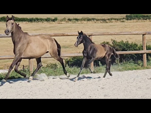 Poulain Kwpn par Quaterhit x Desperados FRH 