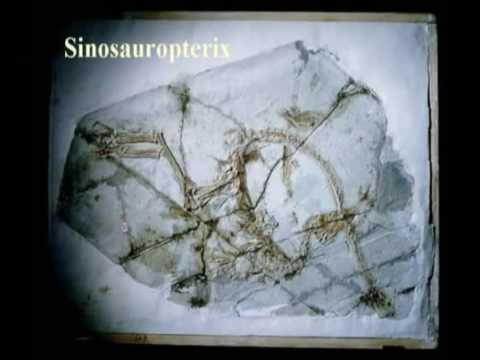 Kreation Evolution 03 Fossilien   wie sie entstanden 5/7