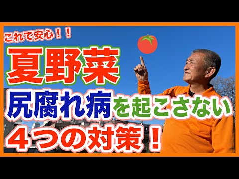 予防治療 天然肥料 腐ったトマト マルチング 頂端腐れ野菜 家庭菜園