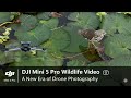 DJI Mini 5 Pro Wildlife Video A New Era Of Drone Photography