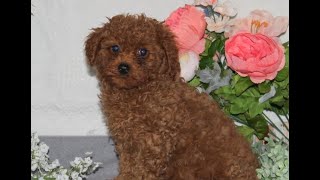 Video preview image #1 Cavapoo Puppy For Sale in RISING SUN, MD, USA