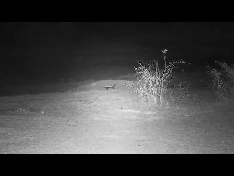 Djuma: Honey Badger quick walk by - 21:39 - 10/29/19