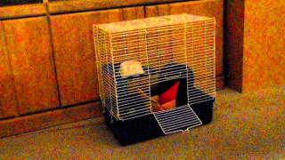 MY rat boys Buddy and Elvis