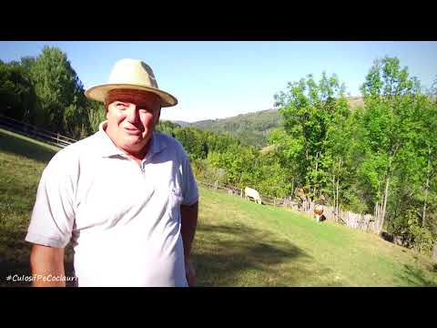 Cu vacile la păscut pe hotar - badea Petru NEAG din satul RĂCHIȚELE, jud. Cluj