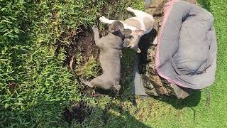 Video preview image #1 French Bulldog Puppy For Sale in CAPE CORAL, FL, USA