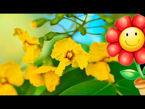 Tipa o palisandro Tipuana tipu Acacia flowers   2024