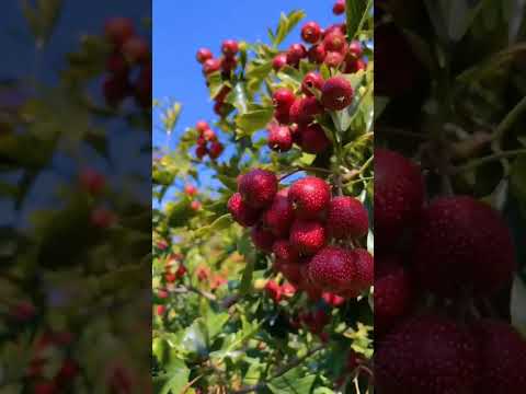 Wow😍😱 #fruit #garden #nature