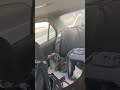 Mini Australian Shepherd Road Trip With Cream Tabby And Van Kedisi White Cat Shorts