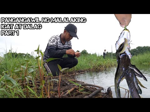 e213 Part 1 | Pangangawil  Malalaking Dalag & Igat | Inspired by @Harabas