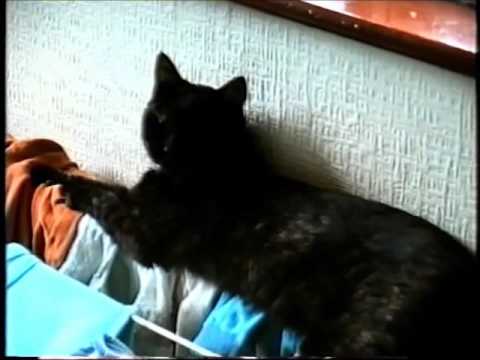 mary kate the 73 cat