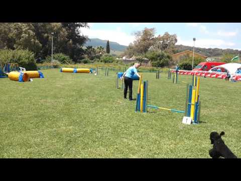 01.05.16 Lilou 1st run pre-agility!