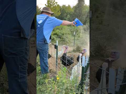 Feeding the turkeys is now so much easier! #hobbyfarming #hobbyfarm #farmlife #turkey