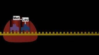 sintesi delle proteine