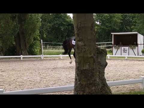 Gestüt Letter Berg Hengst Isterberg V. Platz 2 in S-Dressur mit Stephanie Leuenberger in Hamminkeln.