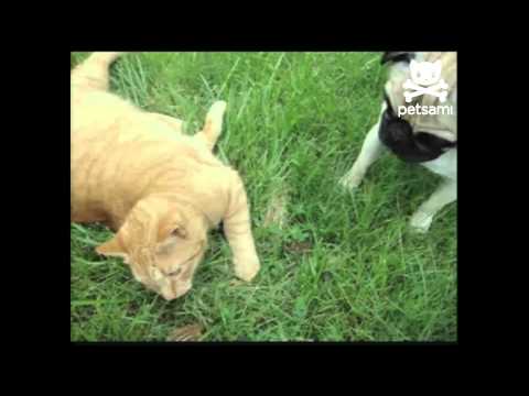 Ardilla demasiado amistosa