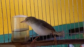 Download lagu Suara krek krek klik klik●CIBLEK SAWAH mp3 Download lagu Suara krek krek klik klik●CIBLEK SAWAH mp3