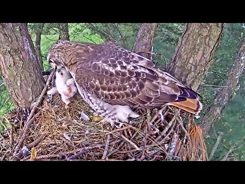 Leucistic Red Tailed Hawk~😮Extremely strange behavior from first time dad~9:40 am 2023/01/05