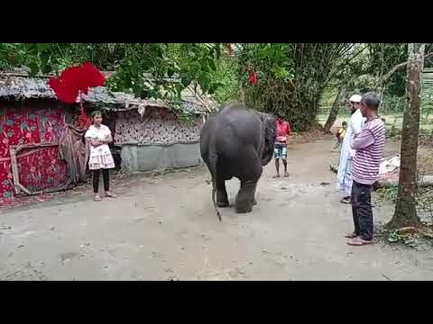 Top ten baby elephants at play elephants