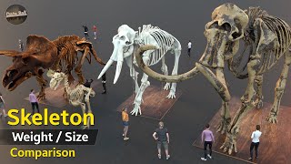 Creatures Skeleton size comparison 3D  Animal Skel
