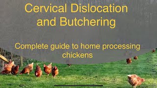 How to humanely dispatch & butcher chickens & poultry / cervical dislocation & broomstick method
