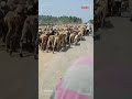 Nathiya Tutal Ye Raja Gi New Trending Video 2021