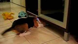 Daisy the Beagle - I Want My Treat Badly - Daisythebeagle.blogspot.com
