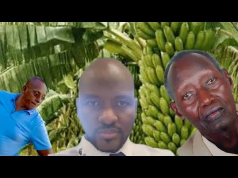 Diaspora Support Boosts Banana Harvest at Bukeye