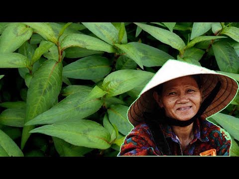 download lagu mp3 mp4 Persicaria Microcephala Chocolate Dragon, download lagu Persicaria Microcephala Chocolate Dragon gratis, unduh video klip Persicaria Microcephala Chocolate Dragon