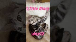Titia Diary06「仔猫お迎えしました」【day12to14】 #アメリカンショートヘアー #シルバータビー