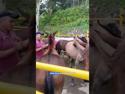 Gran jornada de vacunación equina en Santa Helena del Opón 🐎💉