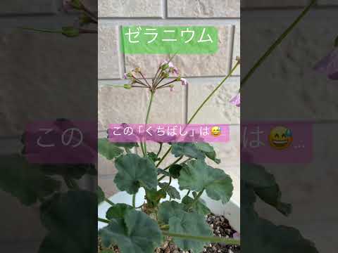 ゼラニウムとどの植物を関連付けるか、お互いに有利な植物の仲間は何か