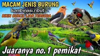Download lagu Suara pikat segala jenis burung kecil kombinasi,sogon,kemade, korlap,sepah raja ‼️ mp3