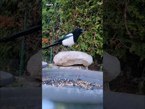 💍 Sroka 💍 @drapichrustt 🇵🇱