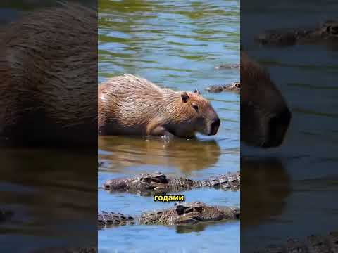 Почему Крокодилы не Трогают Капибар?