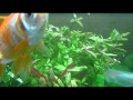Goldfish Swimming Happily