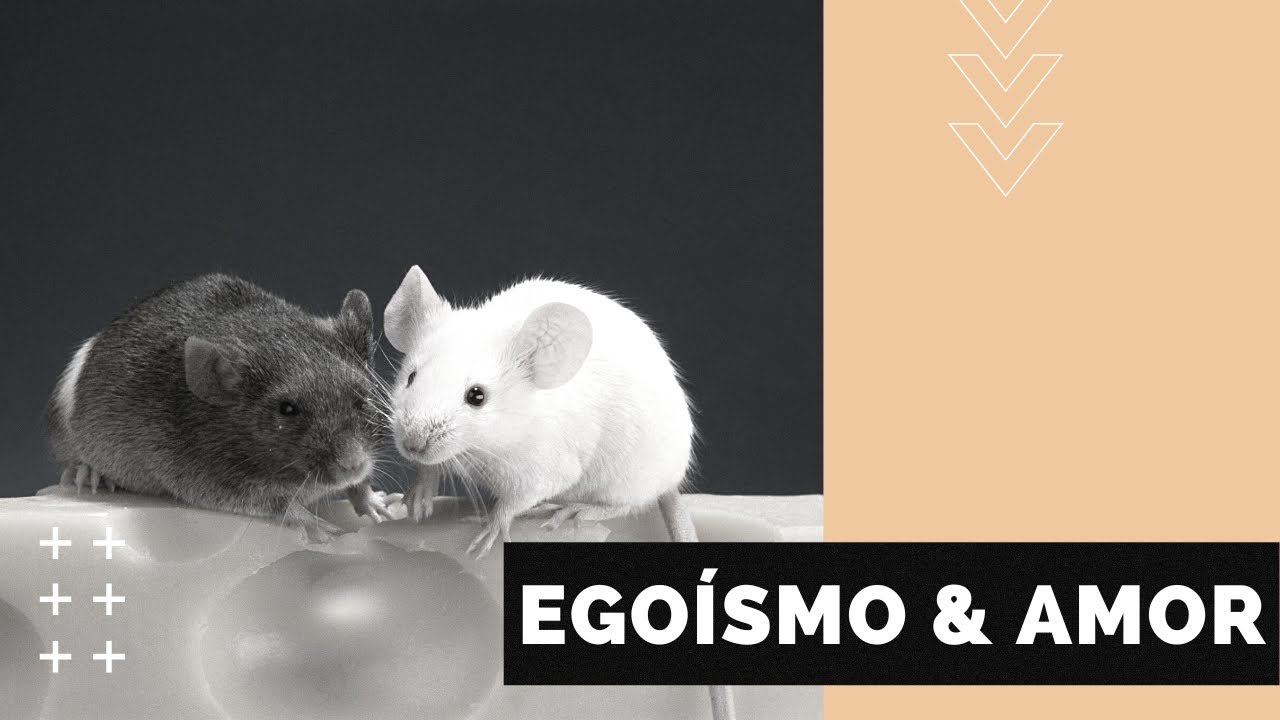 Egoísmo & Amor