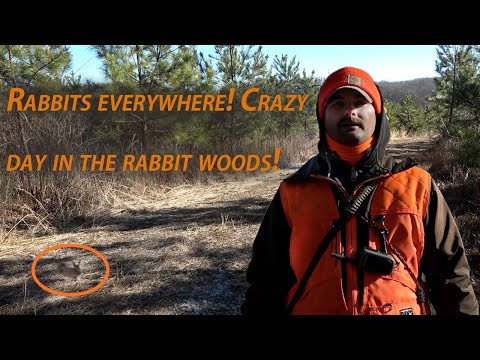 First Virginia Rabbit Hunt of 2025 with beagles! Lots of Action!