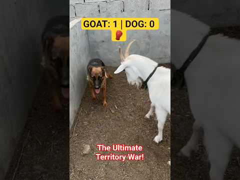 Goat Teaches Dog a BRUTAL Lesson! 😱 (Wait for the Charge) #Shorts #shortsfeed #ytshorts
