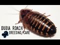Dubia Roach Breeding Care Guide von Afro