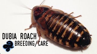 Dubia Roach Breeding/Care Guide